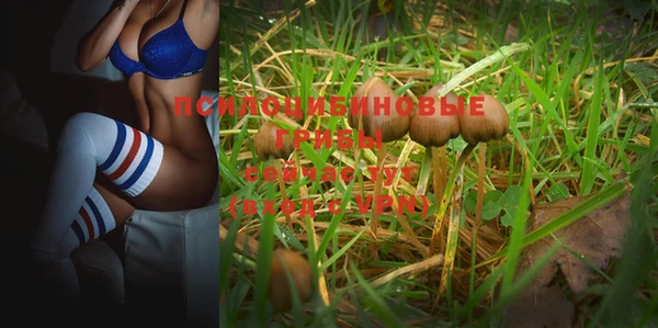 прущие грибы Абаза